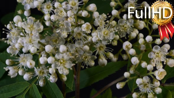 Taymlaps Rowan Flowers Bloom on a Black