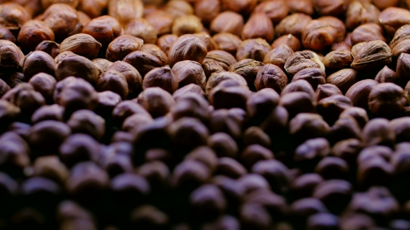 Background Of The Hazelnut