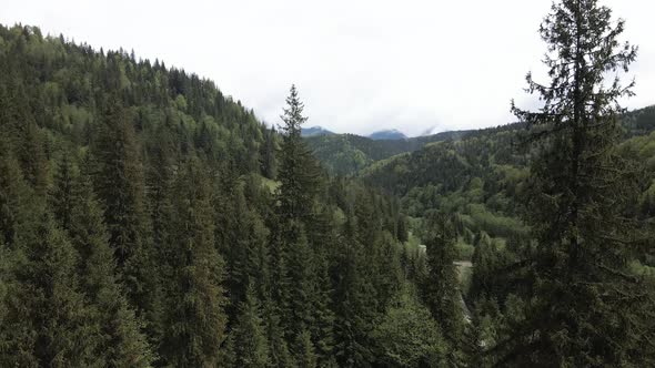 Ukraine, Carpathian Mountains: Beautiful Mountain Forest Landscape. Aerial