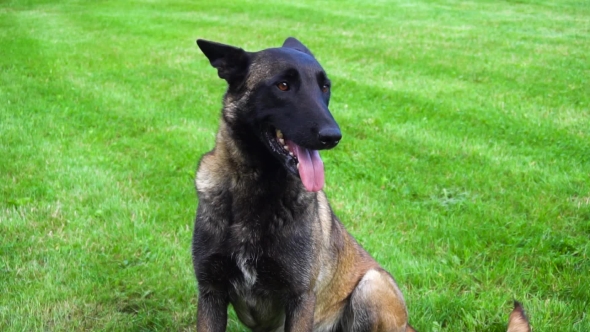 Belgian Sheppard Dog Outdoors