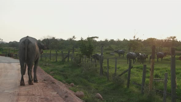 A buffalo look at a group of buffaloes.