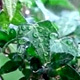 Water Drops on the Plant - VideoHive Item for Sale