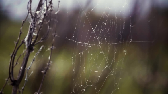 Spider Web In Swamp