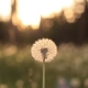 Beautiful View Of Dandelion Meadow In Sunlight - VideoHive Item for Sale