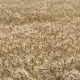 Wheat Field. - VideoHive Item for Sale