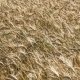 Wheat Field - VideoHive Item for Sale