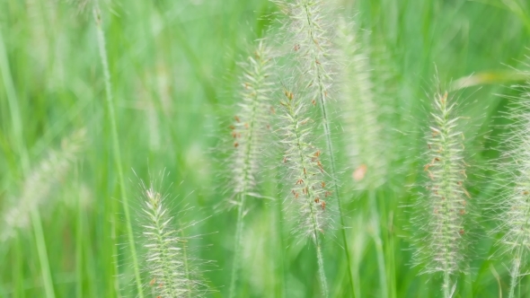 Spikelets Of Grass Swaying In The Wind