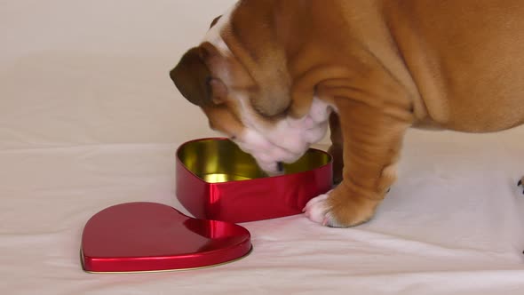 bulldog puppy looking for love in wrong place valentine heart box pushed around 4k