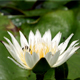 White lotus with bee  - VideoHive Item for Sale