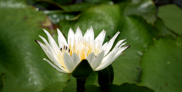 White lotus with bee 