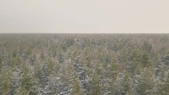 Winter Wood with Trees in Snow Under Grey Sky Upper View