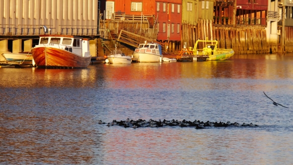 Flock Of Wild Ducks Swimming In Sea Bay In Sodermalm District Of Stockholm, Sweden