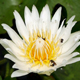White Lotus with Bee 1 - VideoHive Item for Sale