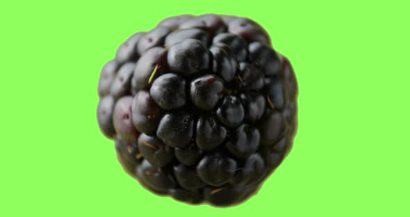 A blackberry rotating clockwise in the air before a green background. Macro shot with greenscreen ba