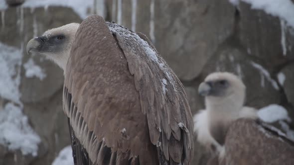 Pair of Kite or Vulture in Winter Morning