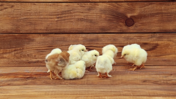 Chicken On Wooden Table