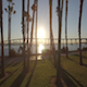 San Diego Palm Trees Sun Rise 004 - VideoHive Item for Sale