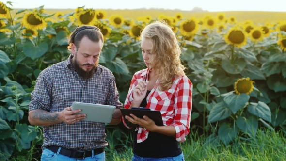 Farmer Man And a Woman Has About a Field Of Sunflowers. Uses Tablet. Woman Takes Notes