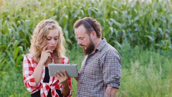 Farmer Man And Woman Are Working Around The Corn Field, Use Your Tablet