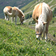 Horse Eating Grass - VideoHive Item for Sale