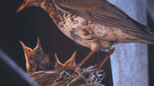 Female Fieldfare On The Nest