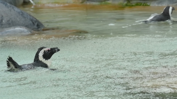 Penguin Swimming Under Rain