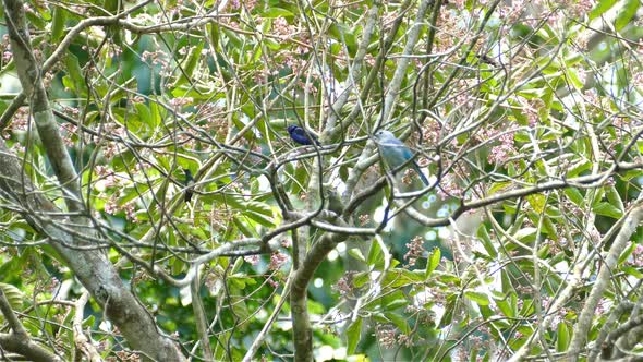 Colorful Tanager Birds Perching On Blooming Tree With Flowers In Springtime. wide shot