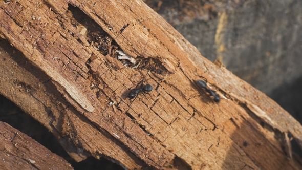 Ants On a Tree, Wild Life