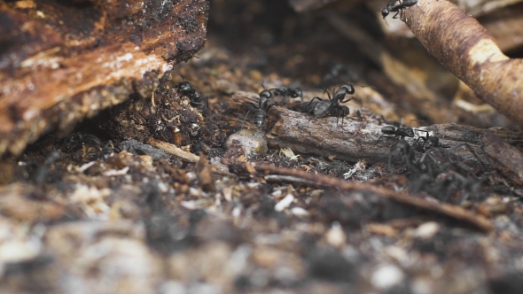 Ants On a Tree, Wild Life