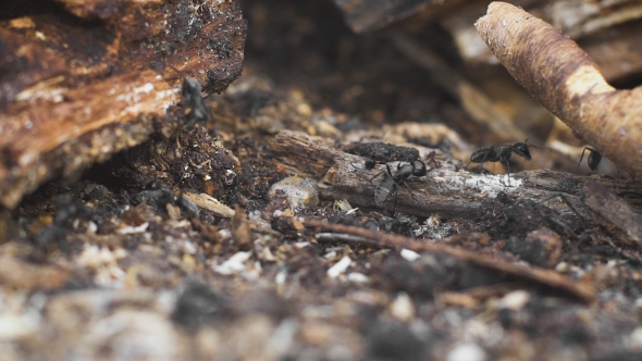 Ants On a Tree, Wild Life