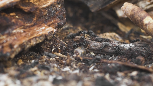 Ants On a Tree, Wild Life