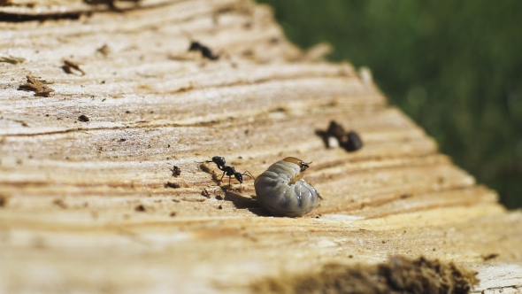 An Ant Eating a Worm