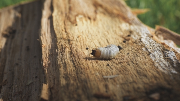 Dying Worm Is Trying To Survive.