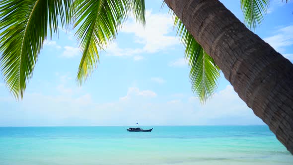 Tropical sea with palm tree