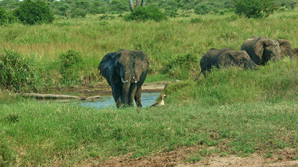 The Elephant Matriarch is Having a Mud Bath