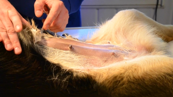 Shaving Of Hair, Fur On Dog's Abdomen For Surgery
