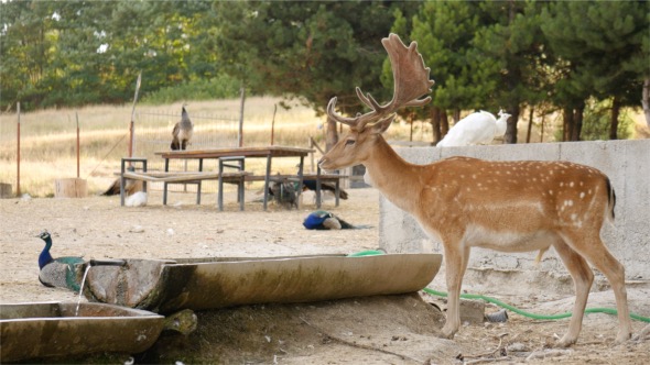 Deer With Beautiful Horns