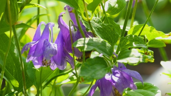 Bumblebee On Aquilegia Flower