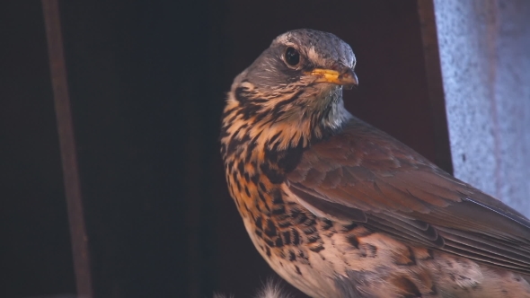 Female Fieldfare On The Nest