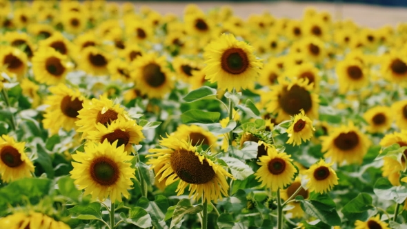 Bright Yellow Sunflowers Swaying In The Wind