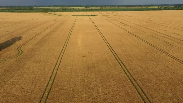 Gold Wheat Field in Summer