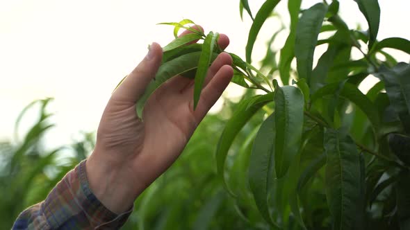 Close Up Hand of a Man Touching Peach Tree