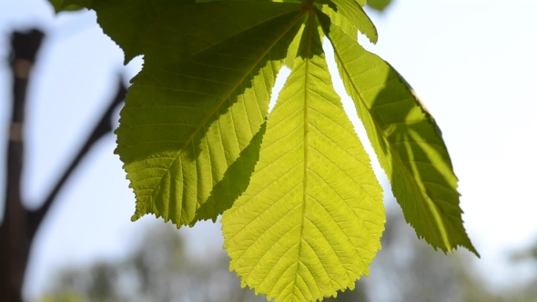 Spring Leaves Of Chestnut In The Sun 