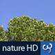 Nature HD | Green Tree Canopies - VideoHive Item for Sale