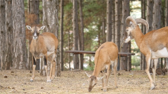 Roe In Nature