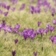 Crocus Flowers Field - VideoHive Item for Sale