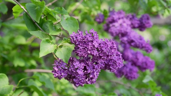 Lilac Flowers Background