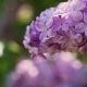Lilac Flowers Background - VideoHive Item for Sale