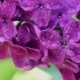 Lilac Flowers Background - VideoHive Item for Sale