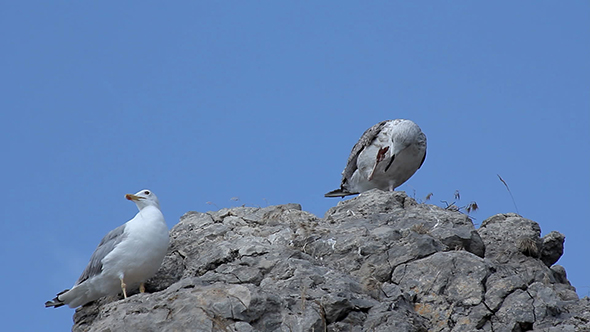 Bird Seagull on Rock